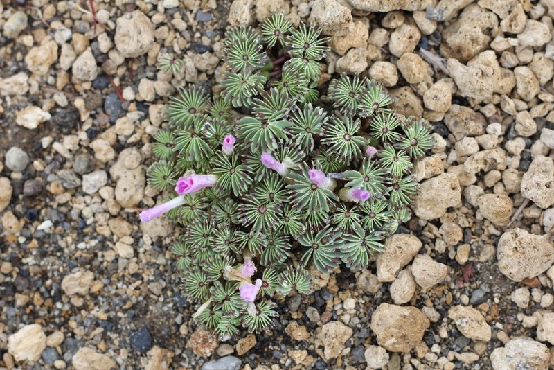 Oxalis adenophylla, photographed by Romi Galeota Lencina