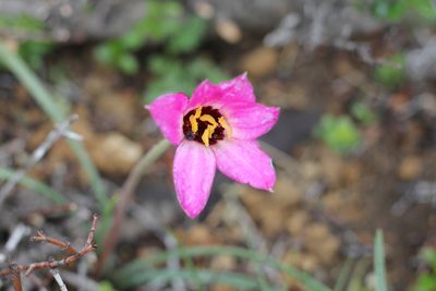 Rhodolirium andicola, photographed by Romi Galeota Lencina