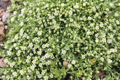 Arenaria digyna, photographed by Romi Galeota Lencina