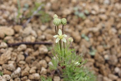 Anemone multifida, photographed by Romi Galeota Lencina