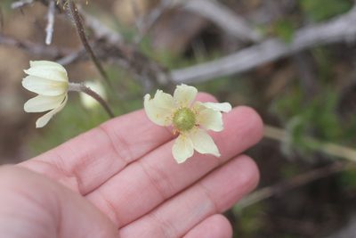 Anemone multifida, photographed by Romi Galeota Lencina