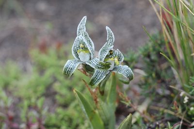 Chloraea magellanica, photographed by Romi Galeota Lencina