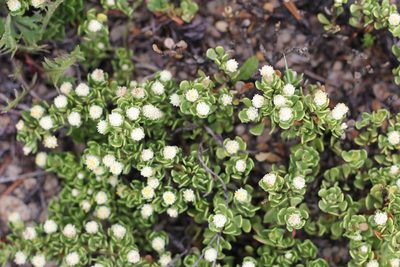 Baccharis magellanica, photographed by Romi Galeota Lencina