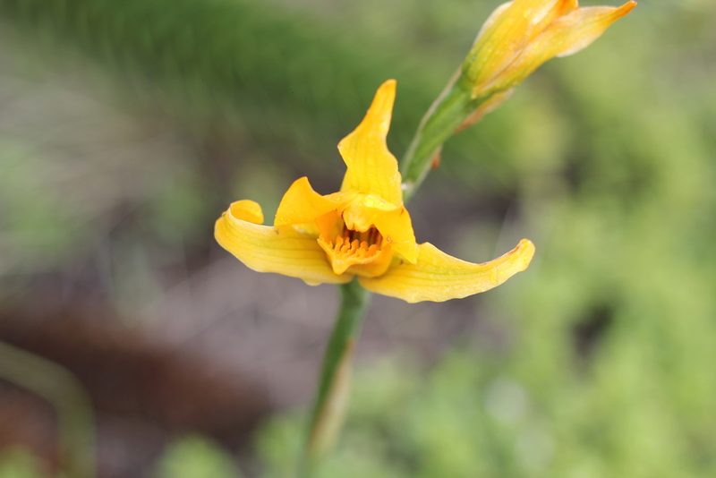 Chloraea alpina, photographed by Romi Galeota Lencina
