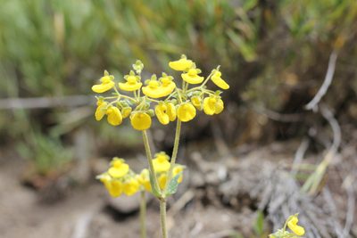 Calceolaria valdiviana, photographed by Romi Galeota Lencina