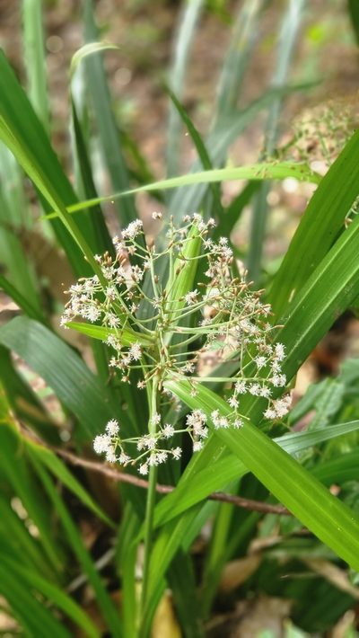Hypolytrum nemorum, photographed by Cheongweei Gan