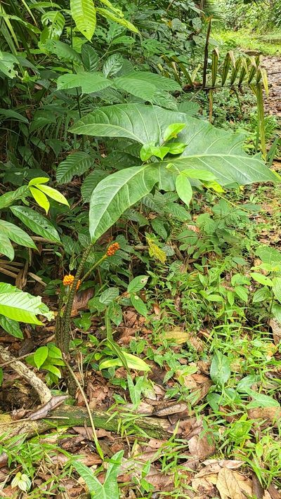 Alocasia longiloba, photographed by Cheongweei Gan
