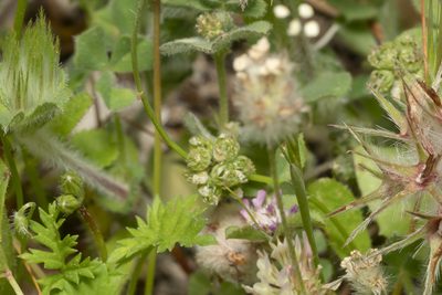 Medicago coronata, photographed by Eleftherios Katsillis