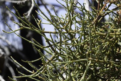 Ephedra californica, photographed by Craig Martin