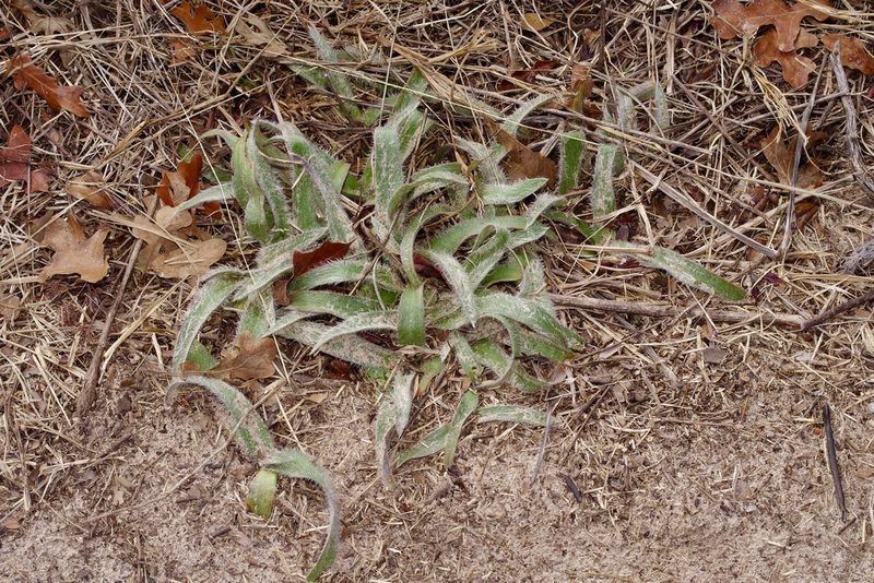 Tradescantia subacaulis, photographed by Michelle W. （鍾偉瑋）