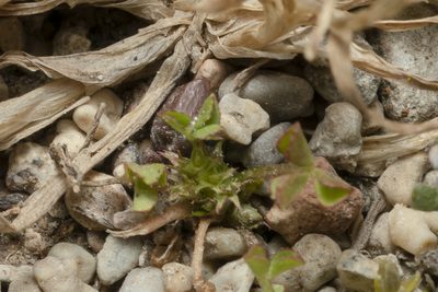 Trifolium suffocatum, photographed by Eleftherios Katsillis