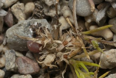 Trifolium suffocatum, photographed by Eleftherios Katsillis