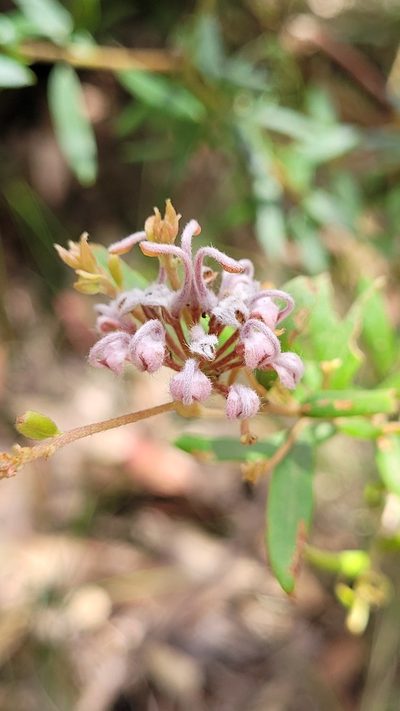 Grevillea sphacelata, photographed by Eamonn Culhane