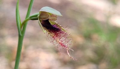 Calochilus gracillimus, photographed by Eamonn Culhane