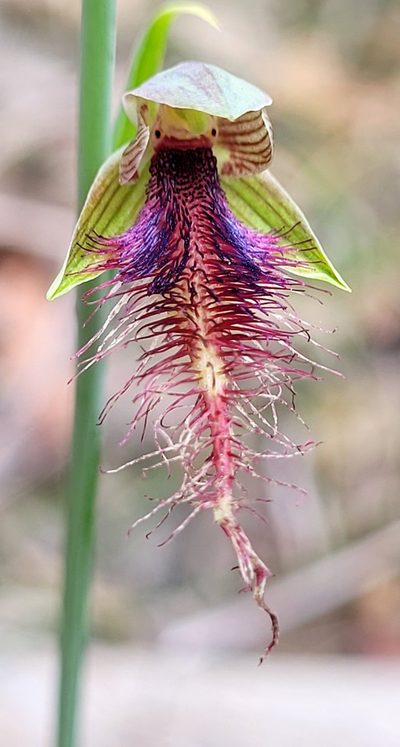 Calochilus gracillimus, photographed by Eamonn Culhane
