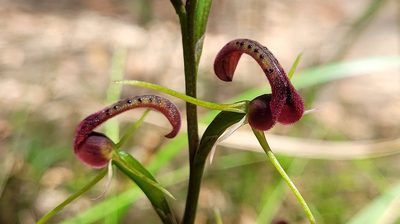 Cryptostylis leptochila, photographed by Eamonn Culhane