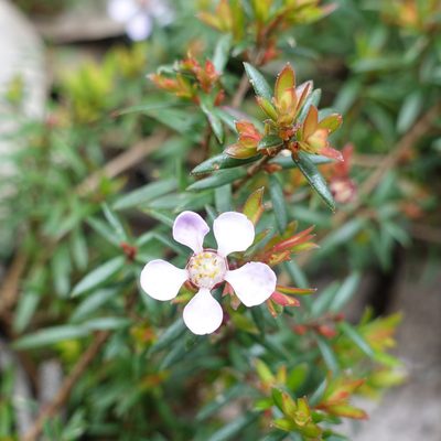 Euryomyrtus ramosissima, photographed by yatesy