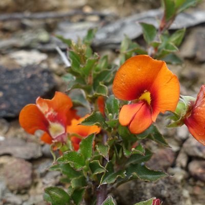 Podolobium procumbens, photographed by yatesy