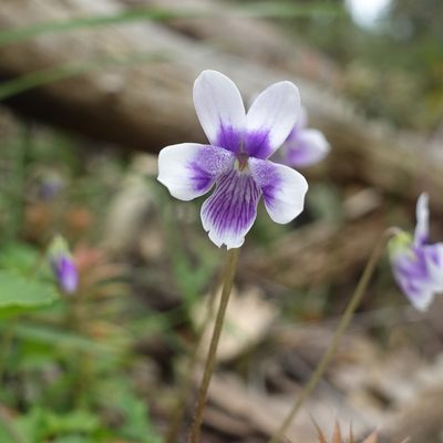 Viola hederacea, photographed by yatesy