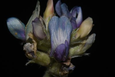 Astragalus gilensis, photographed by Brian Finzel