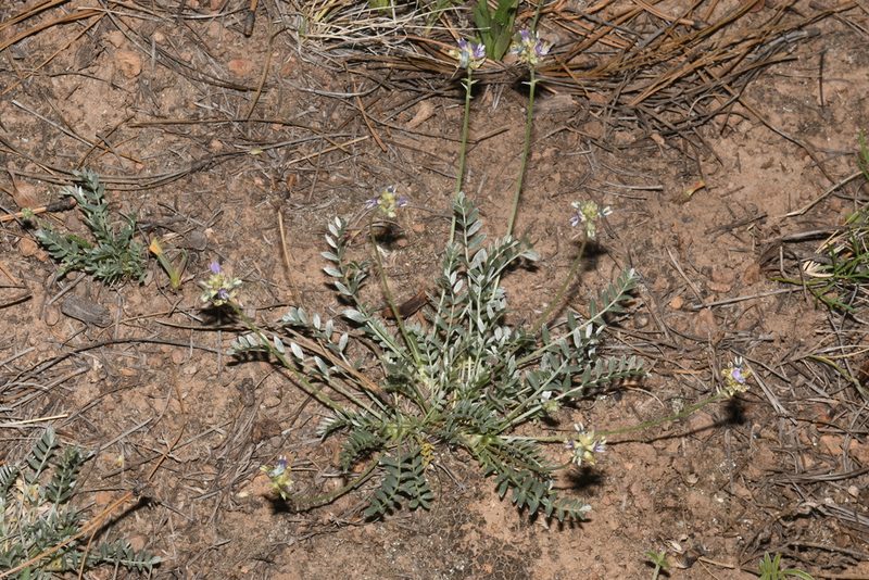 Astragalus gilensis, photographed by Brian Finzel