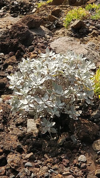 Helichrysum obconicum, photographed by Vítor Jorge