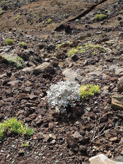 Helichrysum obconicum, photographed by Vítor Jorge