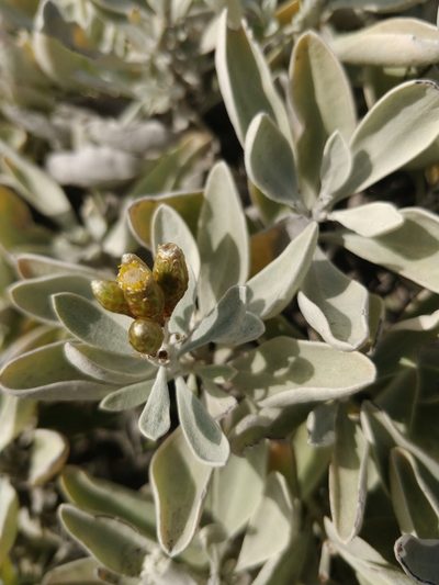 Helichrysum obconicum, photographed by Vítor Jorge