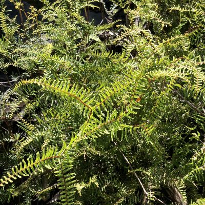 Gleichenia microphylla, photographed by James K. Douch