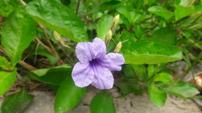 Ruellia tuberosa, photographed by Muhammad Malik Ali