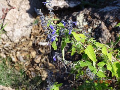 Salvia melissodora, photographed by Luis F. Ramírez