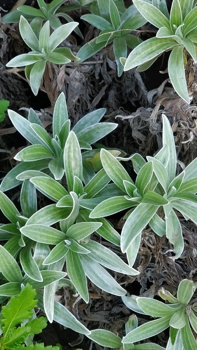 Helichrysum devium, photographed by Vítor Jorge