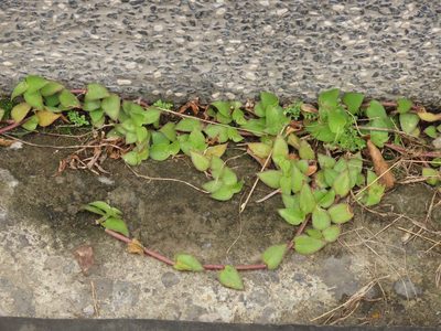 Callisia repens, photographed by chiuluan