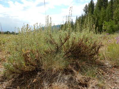 Artemisia arbuscula, photographed by Matt Lavin