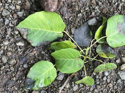 Hura crepitans, photographed by Cliff Tyllick