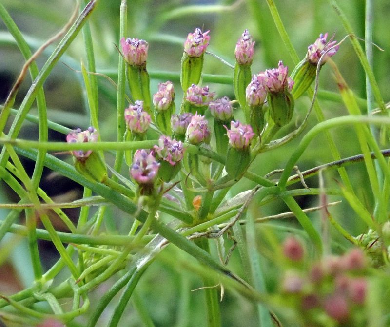 Cuminum cyminum, photographed by Peter de Lange