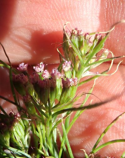 Cuminum cyminum, photographed by Peter de Lange