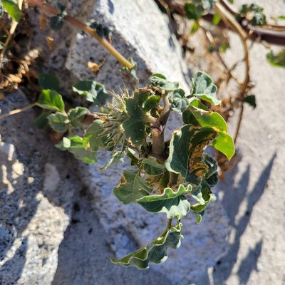 Datura discolor, photographed by Dan Horowitz