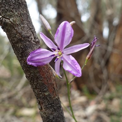 Dichopogon strictus, photographed by yatesy