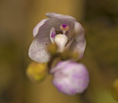 Sarcochilus ceciliae, photographed by Tony Eales
