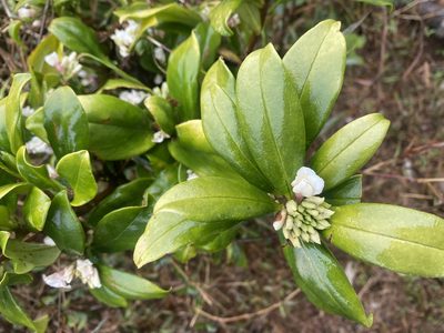 Daphne papyracea, photographed by Toby Y
