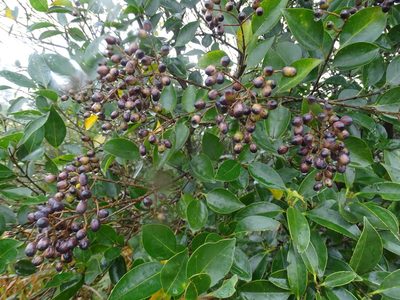 Ligustrum liukiuense, photographed by Toby Y