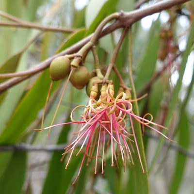 Amyema pendula, photographed by yatesy