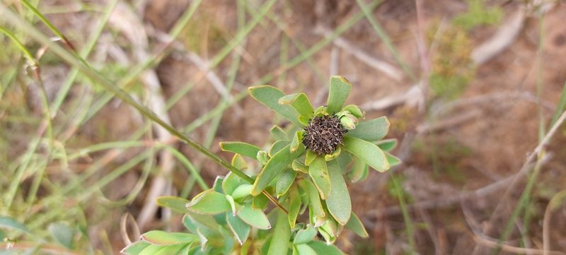 Leucadendron modestum, photographed by sharndreheuvel
