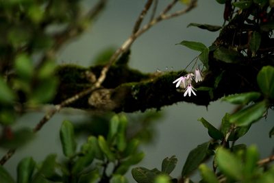 Dendrobium anamalayanum, photographed by Divya Mudappa