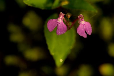 Impatiens viscosa, photographed by Divya Mudappa