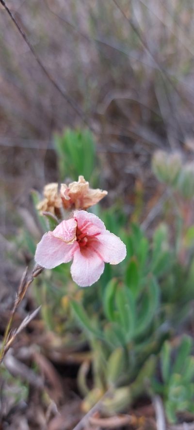 Lobostemon lucidus, photographed by sharndreheuvel