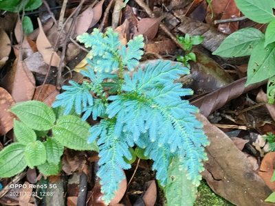 Selaginella willdenowii, photographed by Ong Jyh Seng