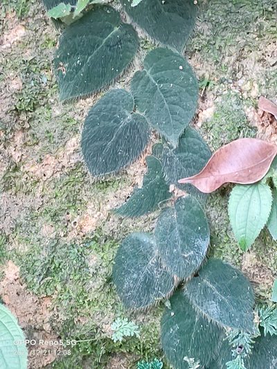 Ficus villosa, photographed by Ong Jyh Seng