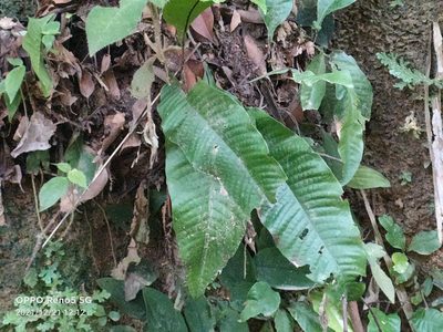 Tectaria singaporiana, photographed by Ong Jyh Seng
